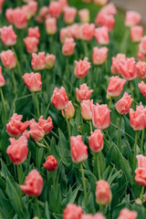 Obraz premium Vibrant colorful flowers blooming in a spring park.