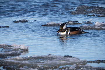 Male hooded merganser duck resting in the freezing waters of the St. Lawrence River in winter.