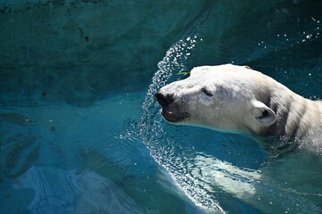 泳いでいるシロクマ