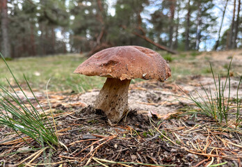 Close-up of a wild porcini mushroom growing in a forest. 