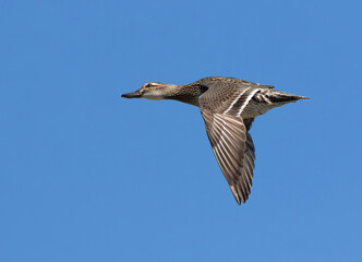 Garganey, Spatula querquedula. A female bird flies on a river against a blue sky