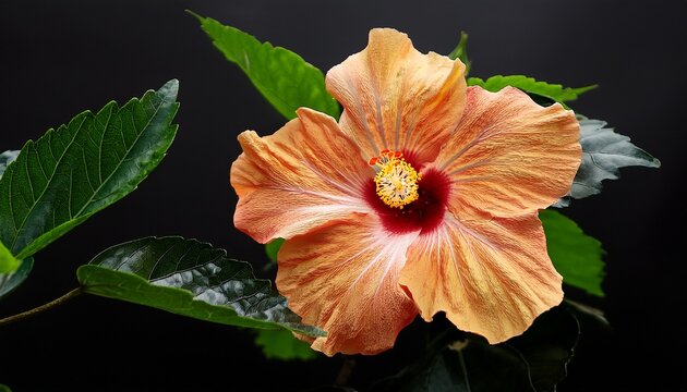 gulab hibiscus gudhal flower plant ss
