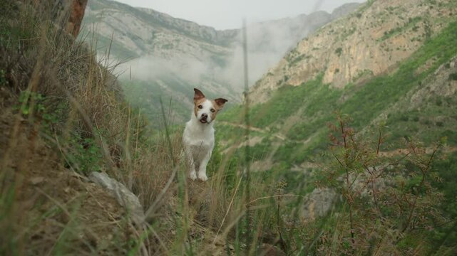 dog Jack Russell Terrier head is visible behind a thick patch of long green grass. The photo emphasizes nature, curiosity, and concealment.