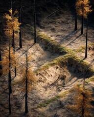 Obraz premium Uncontrolled Forest Fires Devastate Natural Landscapes, Creating Lasting Environmental Damage and Imbalance