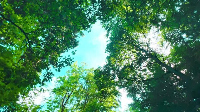 A tranquil view looking up through vibrant green tree canopies in a summer forest. Sunlight filters through the leaves, creating a peaceful and immersive nature experience in the heart of Krakow green