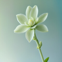 Fototapeta premium white flower on a green background