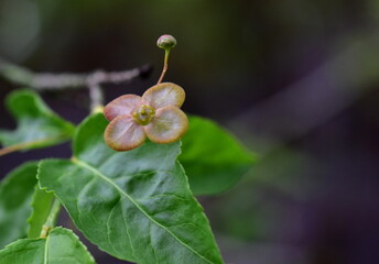 Blühender Zweig eines Warzen-Spindelstrauchs