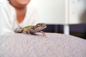 Leopard gecko exploring soft surface in a cozy indoor setting with a person nearby