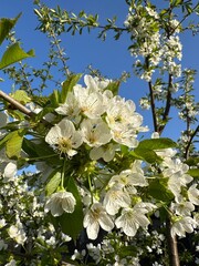 Photos of spring flowering trees in the garden