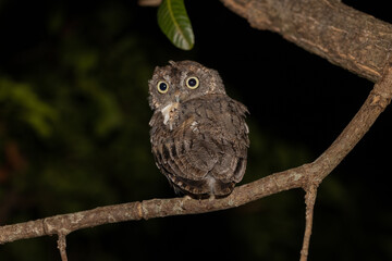 Small Screech Owl on a branch at night
