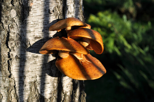 brown mushrooms and the bark of a tree trunk