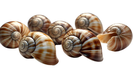 gastropods crawling forward