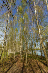 Fototapeta premium Spring birch grove, young greenery, small foliage. Young birch with black and white birch bark in spring in a birch grove.
