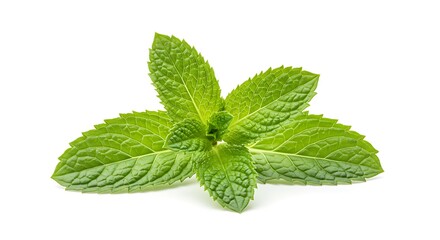 Fresh spearmint sprig with vibrant green leaves isolated on white background