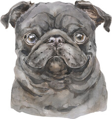 Watercolor Pug Dog Portrait. Hand Drawn Small Pet Breed
