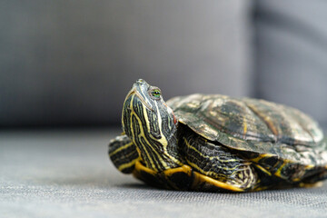 Turtle resting on a soft surface during daytime indoors
