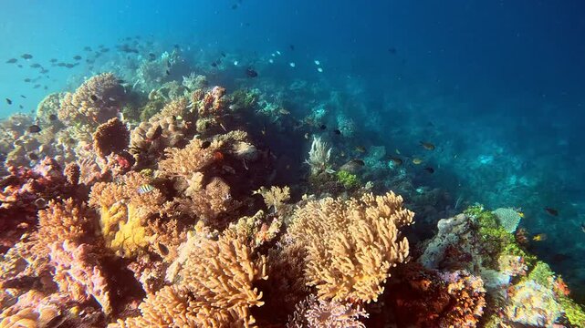 Tropical fishes swim in the nutrient rich waters of the Indo-Pacific.