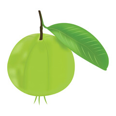   green guava guava vector illustration