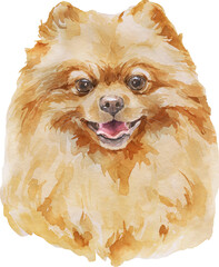 Watercolor Pomeranian Spitz Dog Portrait. Hand Drawn Small Pet Breed