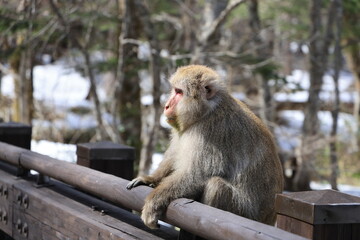 日本の長野県上高地に住んでいる野生の猿の顔アップ