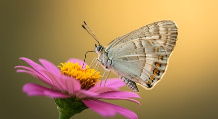 Butterfly Macro on Pink Petals
High-detail macro of a blue butterfly perched elegantly on pink flower petals with visible wing patterns, illustrating beauty and fragility in wildlife