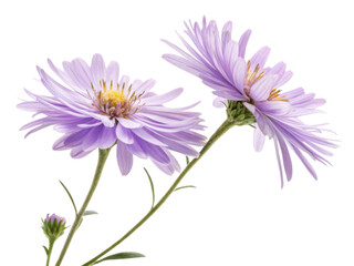 Fototapeta premium beautiful aster flower blooms with delicate lavender petals showcasing nature elegance and charm