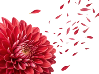 vibrant aster flower showcases its stunning petals, with some gently falling away, creating beautiful and serene atmosphere