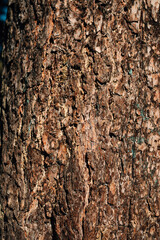 pine bark in the sun
