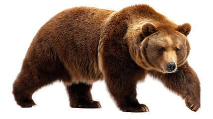 Obraz premium Majestic Bear's Stride: A powerful brown bear strides confidently, showcasing its robust physique and commanding presence in a captivating portrait. 