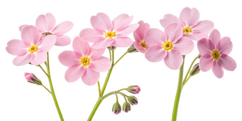 Naklejka premium Forget me not flowers bloom in delicate pink hues, symbolizing love and remembrance, creating serene and beautiful atmosphere