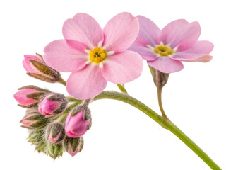 Forget me not flowers bloom in delicate pink hues, symbolizing love and remembrance, capturing essence of nature beauty