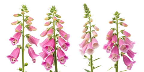 Beautiful foxglove flowers bloom gracefully, showcasing their vibrant pink hues and delicate petals in stunning display of nature artistry