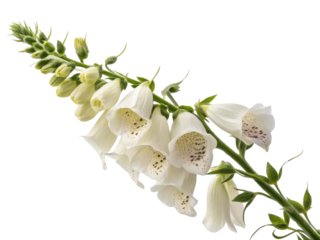 stunning foxglove flower showcases delicate white petals adorned with subtle speckles creating captivating natural beauty