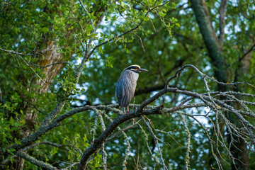Yellow-crowned Night Heron