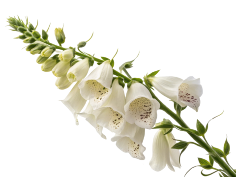 stunning foxglove flower showcases delicate white petals adorned with subtle speckles creating captivating natural beauty