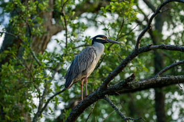 Yellow-crowned Night Heron