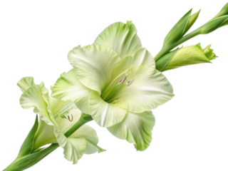 Gladiolus flowers bloom gracefully with their elegant petals showcasing soft green hue. Their beauty brings joy to any garden or arrangement