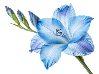 stunning gladiolus flower in vibrant blue hues showcases its delicate petals and elegant form, perfect for adding beauty to any arrangement