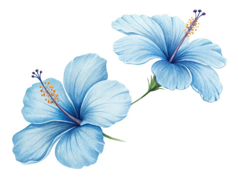 Beautiful hibiscus flowers bloom in soft blue hues, showcasing delicate petals and vibrant stamen that evoke sense of tranquility and joy