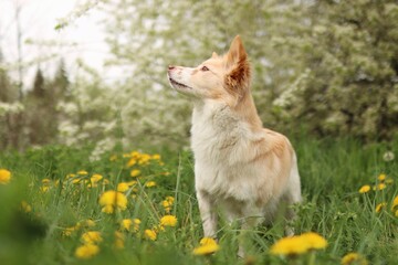 The puppy crossbreed dog is in a blooming meadow.