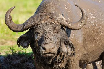 Obraz premium le buffle Africain