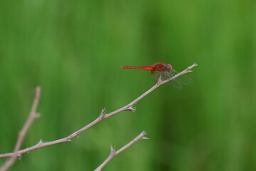 A red beautiful dragonfly is seen perched on a dry twig near an agricultural field