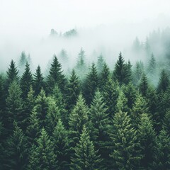 Fototapeta premium Misty Evergreen Forest Panorama Capturing Atmospheric Depth and Tranquility in a Verdant Woodland Scene with Soft Fog