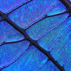 Close-up of a butterfly wing, showcasing iridescent blue scales and intricate vein patterns.