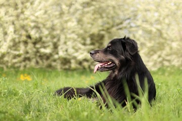 The black dog is in a blooming meadow.