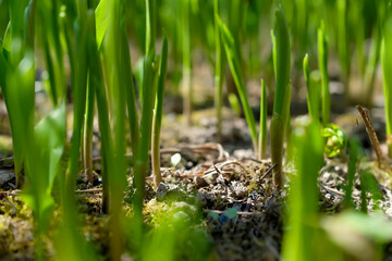 Young lily of the valley sprouts push their way out of the ground towards the sunlight. Perennial ground cover plants.