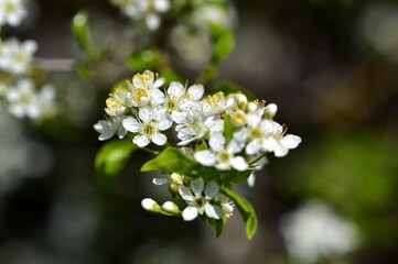 Blühender Schlehenzweig im Frühling