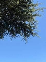 A pine tree's branches stretch across the upper frame, against a bright blue sky on a clear, sunny day.