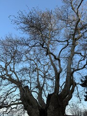 A towering tree with thick, gnarled trunks and budding branches spreads wide against a soft blue evening sky, hinting at early spring growth.