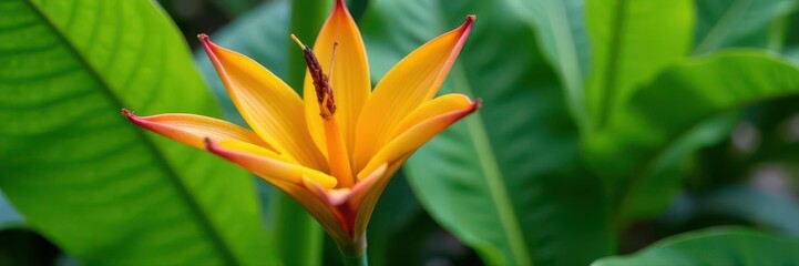 Obraz premium Close-up vibrant banana flower amidst green foliage , image, vibrant, background